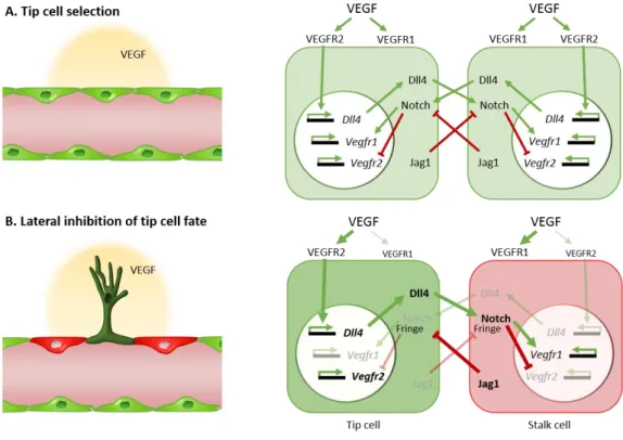 Figure 1.4. Notch signaling regulates endothelial tip/stalk cell specification 