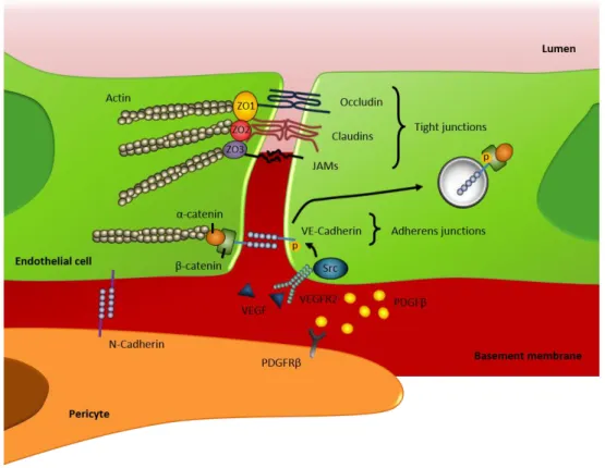 Figure  1.6.  Adhesive  proteins  involved  in  the  establishment  of  endothelial  cell-cell  and  endothelial-pericyte  interactions 