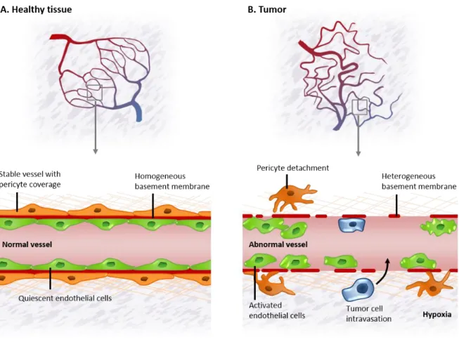 Figure 1.8. Tumor vessels are structurally and functionally abnormal 