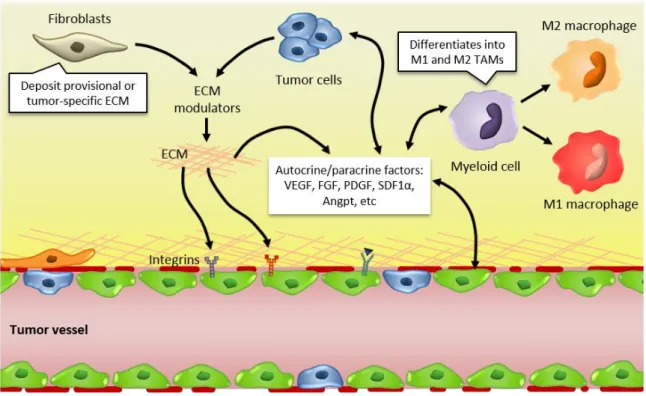 Figure 1.9. Interactions between tumor cells and their microenvironment modulate tumor and angiogenic responses  When  tumor  size  exceeds  1mm 3 ,  pro-angiogenic  factors  released  by  the  tumor  cells  induce  an  angiogenic  switch,  promoting the r