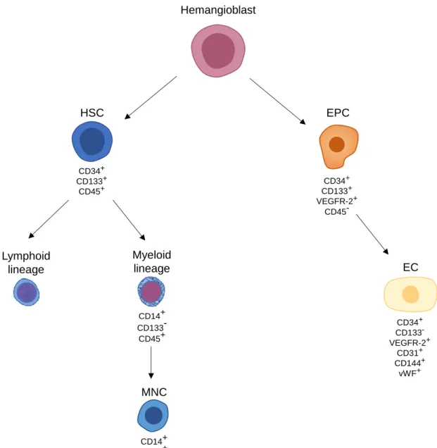 Figure  2:  Schematic  representation  of  the  origin  and  differentiation  of  endothelial  progenitor  cells  (EPCs)  and  haematopoietic  stem  cells  (HSCs)  populations  and  their  respective  characteristic  markers