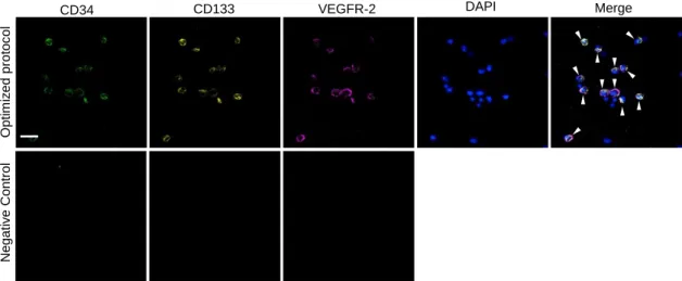 Figure  7:  Identification  of  endothelial  progenitor  cells  (EPCs)  in  bone  marrow  (BM)  smears  by  triple-labelling  immunofluorescence  analysis  of  cluster  of  differentiation  (CD)34, CD133 and vascular endothelial growth factor receptor (VEG