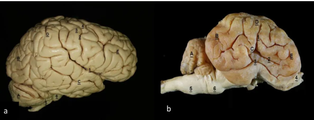 Figura 2 – “A” Encéfalo humano, visão lateral. “B” - Encéfalo de ovino, visão lateral