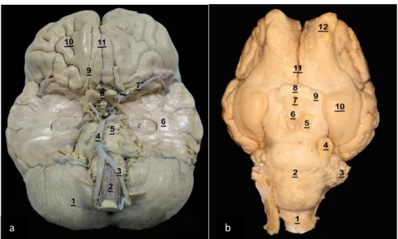 Figura 3 – “A” Encéfalo humano, visão basal. “B” Encéfalo de ovino, visão basal. 