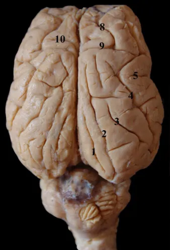 Figura 11 - Encéfalo de ovino, visão dorsal. 