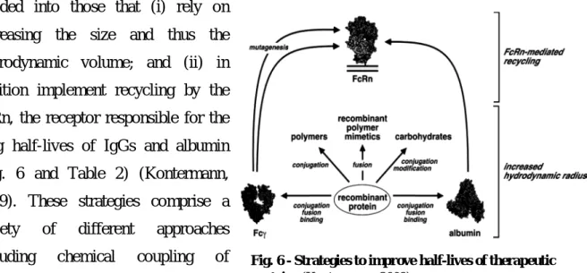 Fig. 6 - Strategies to improve half-lives of therapeutic  proteins (Kontermann, 2009)