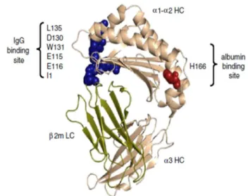 Fig.  7  -  The  crystal  structure  of  FcRn  and  its  ligands  binding  sites.  The  crystal  structure  of  a  truncated  recombinant  soluble  FcRn  with  the  HC  (α1,  α2  and  α3)  shown in cream and the β2m subunit in green