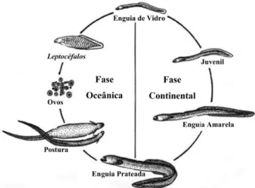 Figura 1. Ciclo de vida da enguia-europeia (Anguilla anguilla) (Fonte: Lopes, 2013)  