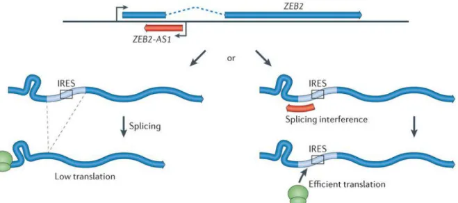 Figure 1.3 - Illustration of the regulation of Zeb2 through lncRNA Zeb2NAT. LncRNA Zeb2NAT is the antisense of the sense  Zeb2  and  has  an  important  role  in  incrising  the  Zeb2  proteins  levels  by  binding  to  the  pre-Zeb2  mRNA,  preventing  th