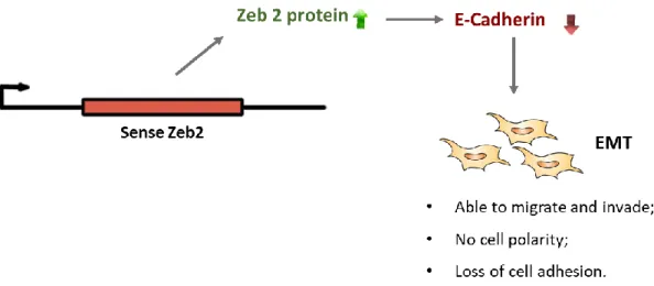 Figure 1.4 - Representation of the lncRNA zeb2 regulation of the epithelial-mesenchymal transition of cells through the E- E-Cadherin inhibition