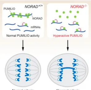 Figure 1.5 - LncRNA NORAD regulates genomic stability by sequestering PUMILIO proteins 34