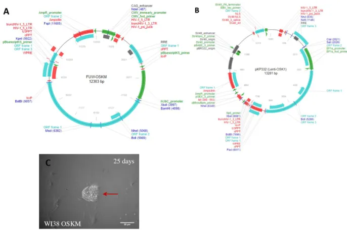 Figure 3.1 - Cellular reprogramming to test efficiency of OSKM and Pkp332  plasmids in reprogramming