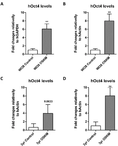 Figure 3.2 - RT-qPCR results of hOCt4 expression levels of WI38 and 3yr human fibroblasts (after transduction using OSKM  plasmid) presented as ΔΔC t  normalized using non OSKM lentiviral transduced cells as control and hGAPDH and hActin as  housekeeping g