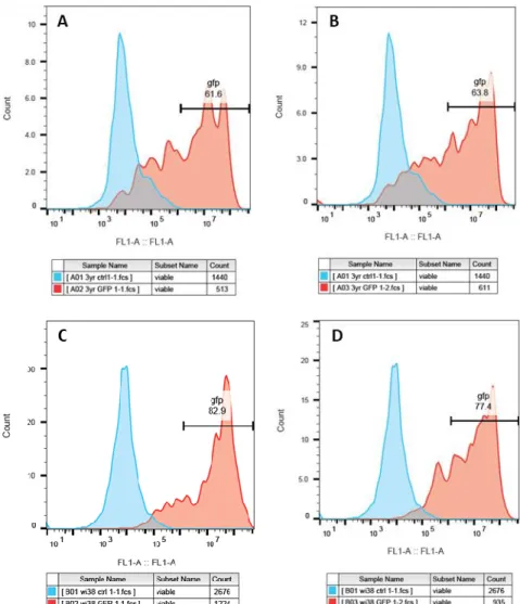 Figure 3.4 - Flow cytometry histogram results of 3yr and WI38 human fibroblasts expressing green fluorescense plotting in  red