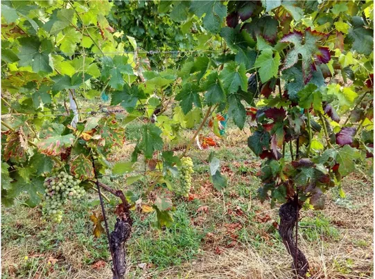 Figure 1.1.2 Esca and FD on two adjacent grapevines in a vineyard at VitEn. Photo: Oliviero Carbone 