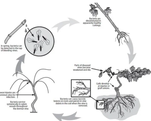 Figure 1.1.3 Life cycle of Agrobacterium vitis (http://www.ajevonline.org/content/64/1/1) 