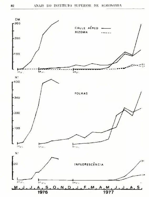 Fig. 4 —  Evolução do comprimento dos caules aéreos e dos rizomas e do número  de folhas e de inflorescências das plantas provenientes de fragmentos de estolhos