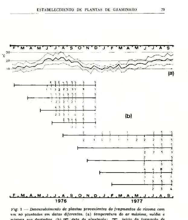 Fig. 1 —  Desenvolvimento de plantas provenientes de fragmentos de rizoma com  um nó plantados em datas diferentes,  (a)  temperatura do ar máxima, média e  mínima por decêndios