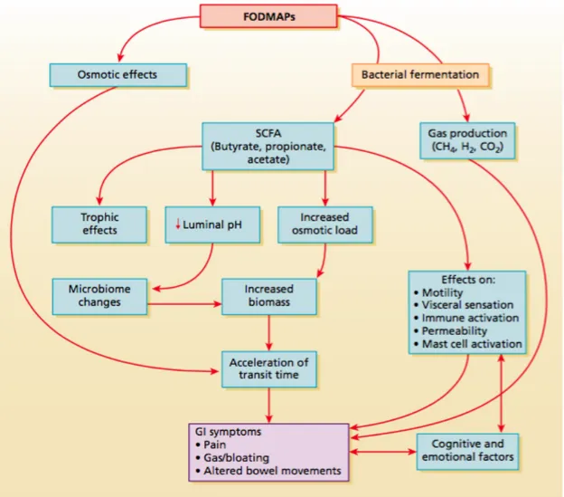 Fig.  1  -  Representação  dos  mecanismos  de  ação  dos  FODMAPs  responsáveis  pela  sintomatologia GI