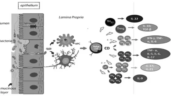 Fig.  2  -  Representação  da  inadequada  resposta  inflamatória  do  epitélio  intestinal  com  libertação de citocinas pró-inflamatórias