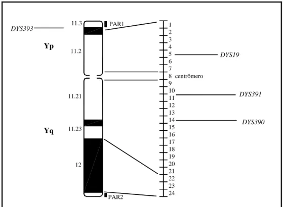 Figura III.3 - Estrutura do cromossomo Y humano e a localização dos quatro STRs  analisados 
