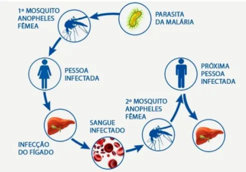 Figura 1.3 – Ciclo de transmissão do vetor (www.tuasaude.com/malaria/). 