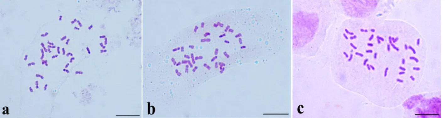 Figura 5. Cromossomos em Verbesina L. (Asteraceae- Heliantheae). a. V. bipinnatifida Baker  2n=34 (Barra 10 µm)