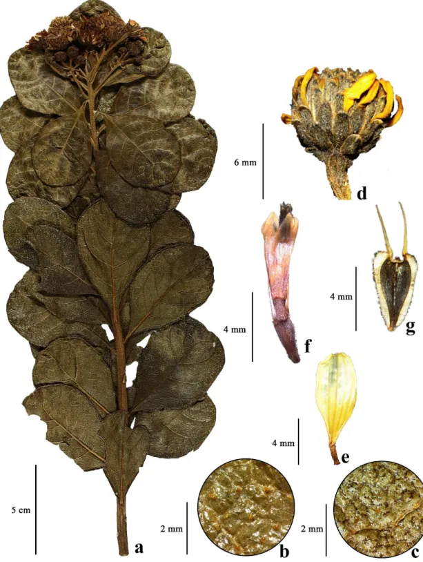 Figura 7. Verbesina baccharifolia  Mattf. a. ramo fértil, b. face adaxial foliar,  c. face abaxial  foliar, d