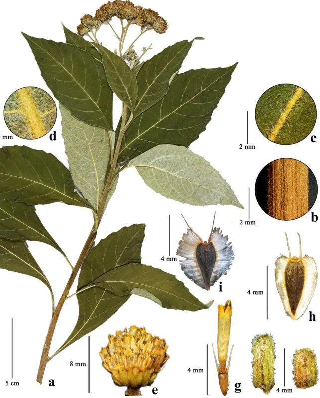 Figura 11. Verbesina floribunda Gardner, a. ramo fértil, b. indumento do ramo, c. face adaxial  foliar, d