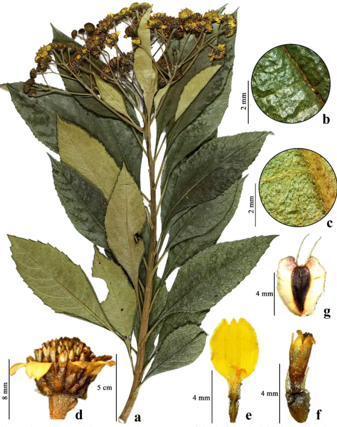 Figura 13. Verbesina glabrata Hook. &amp; Arn., a. ramo fértil, b. face adaxial foliar, c