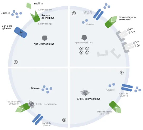 Figura 3 – Mecanismo de ação do Cr(III) como micronutriente essencial. 1 – Apo-cromodulina na  sua forma inativa, enquanto os níveis de glicose no sangue aumentam; 2 – A insulina liga-se os  respetivos recetores, o complexo transferrina-Cr(III) é internali