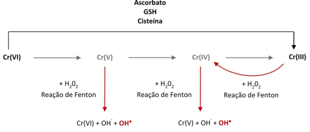 Figura 4 – Processo de redução intracelular do Cr(VI) a Cr(III) e reações de Fenton catalisadas  pelos intermediários instáveis Cr(V) e Cr(IV) [49]