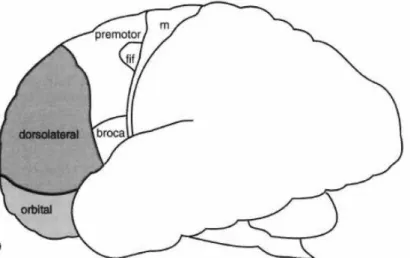 Figura 2: Localização das componentes Dorsolateral e Orbital da Região Pré-frontal no cérebro  humano (Andrewes, 2001) 
