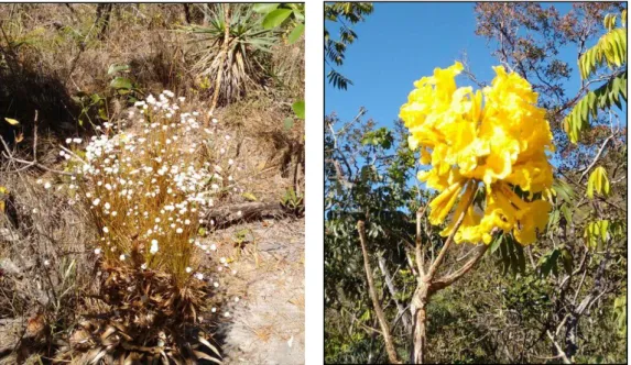 Figura 7: Chuverinho (esquerda) - Paepalanthus acanthophyluse; Ipê amarelo (direita) -  Handroanthus chrysotrichus