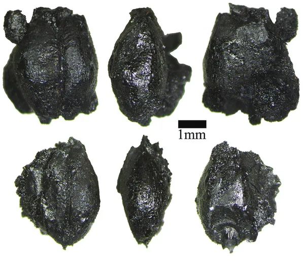 Figura 3 – Grãos de Hordeum vulgare var. nudum da Gruta das Redondas.