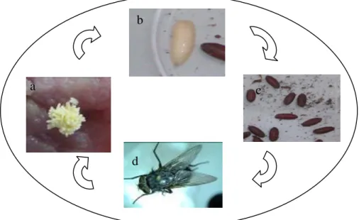 Figura 2.Ciclo de vida de Calliphora vicina em laboratório. a) Ovos; b) larvas; c) pupas e  d) adulto (foto de Neiva Centeio)