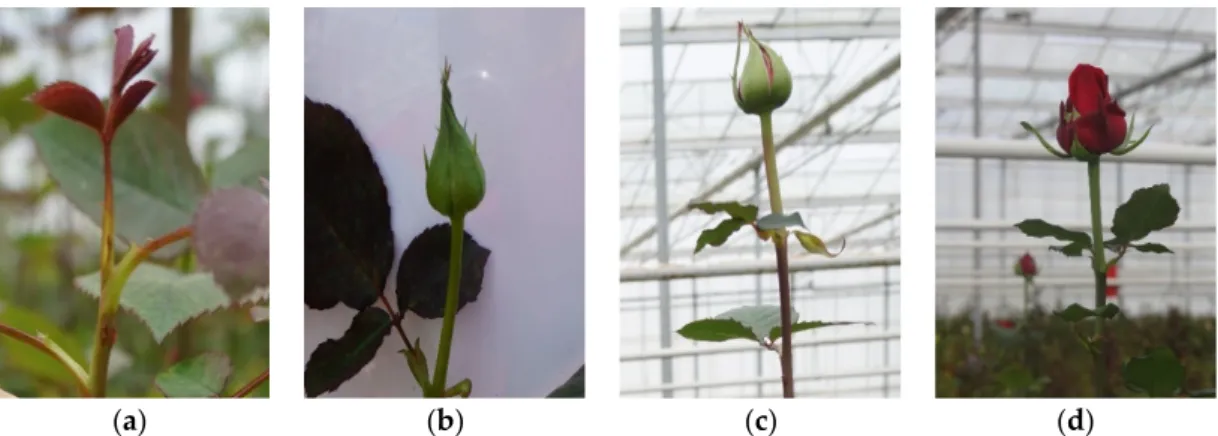Figure  1.  Classification  of  flower  bud  development  stages:  (a)  stem  without  flower  bud;  (b)  stem  whose flower bud is closed with petal color not visible; (c) stem with flower bud partially closed but  petal color visible; (d) stem with petal