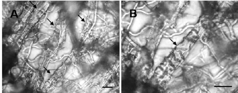 Figura  1  –  Microscopia  de  luz  da  interação  entre  Trichoderma  harzianum  (CEN316)  e  Sclerotinia  sclerotiorum:  A)  Setas  mostrando  hifas  de  CEN316  desenvolvendo  sobre  as  hifas do patógeno; B) Detalhe de uma hifa de S