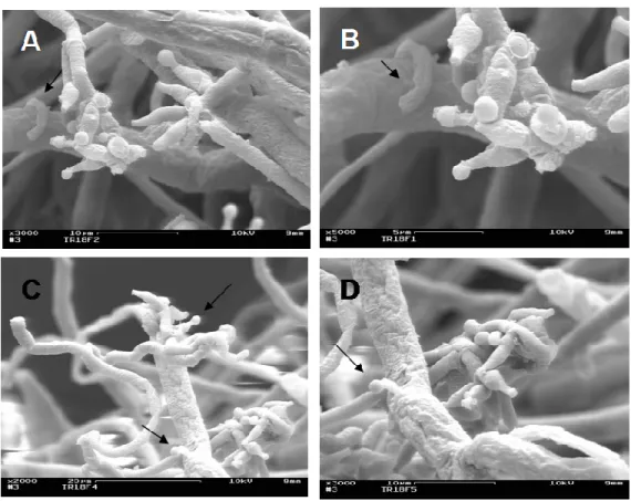 Figura  1  –  Microscopia  eletrônica  de  varredura  mostrando  interações  entre  Trichoderma  harzianum  (CEN287)  e  Fusarium  oxysporum  f