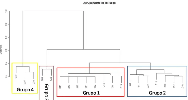 Figura 6. Dendograma do agrupamento dos isolados de Trichoderma em relação à inibição do crescimento de S