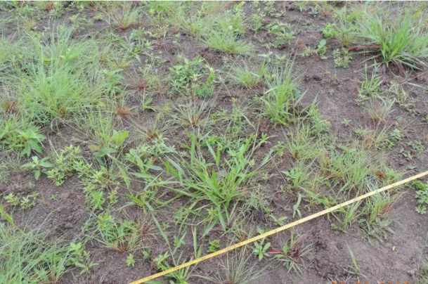 Figura  7.  Parcela  de  preparo  do  solo  aos  três  meses  após  a  semeadura  direta  em  experimento  de  restauração  ecológica  no  Parque  Nacional  da  Chapada  dos  Veadeiros,  Goiás