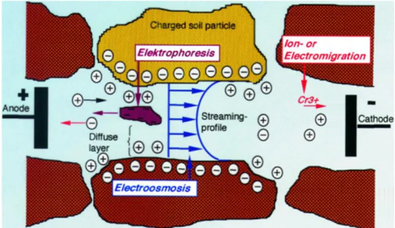 Figura 3- Fenómenos que ocorrem durante a eletrocinética adaptado (Battisti &amp; 