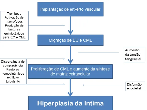 Figura  3 –  Esquema  dos  eventos  fisiopatológicos  que conduzem  a hiperplasia da  íntima  (Adaptado  de  Lemson  et  al.,  2000)