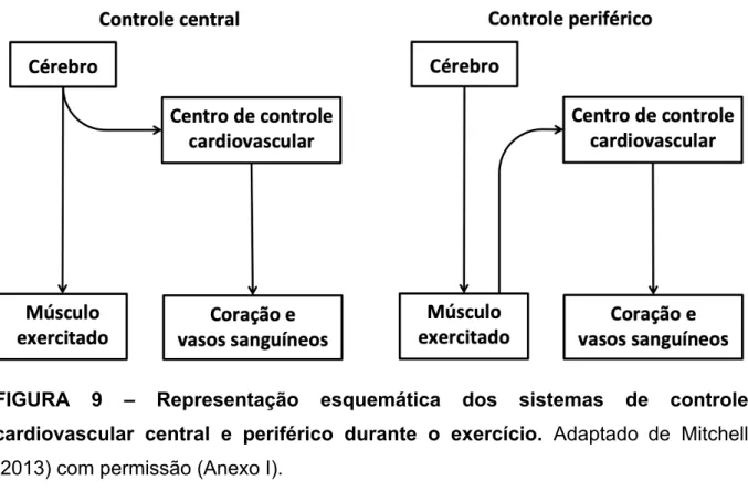FIGURA  9  –  Representação  esquemática  dos  sistemas  de  controle  cardiovascular  central  e  periférico  durante  o  exercício