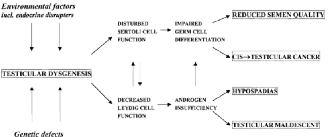 Figure 3.  Schematic representation of Testicular Dysgenesis Syndrome, where  early disruption of  normal testis development due to genetic or environmental factors can result in clinical problems later  in life [Image reproduced from Skakkebæk et al., 200