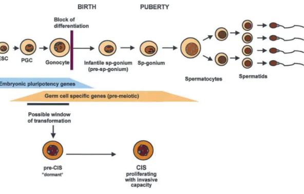 Figure 4. Current hypothesis of how CIS cells are thought to arise, because of a failure of primordial  germ  cell/gonocyte  differentiation,  which  would  normally  result  in  the  loss  of  pluripotency  gene  expression