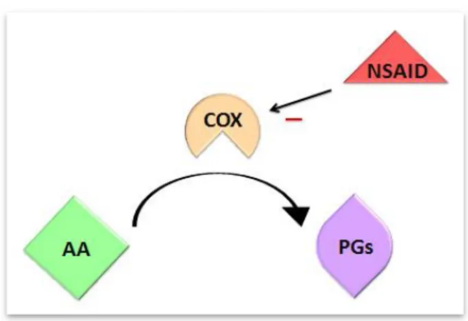 Figure  5.  Formation  of  prostaglandins (PGs) after arachidonic acid (AA) is catalysed  by  cyclooxygenase  (COX)