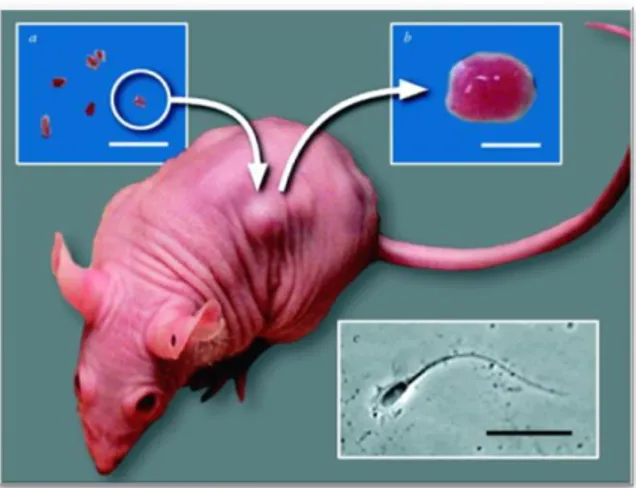 Figure  6.  Image  representative  of  the  xenografting procedure. Small pieces of donor  human  testis  tissues  are  inserted  subcutaneously  under  the  dorsal  skin  of  castrated male CD1 nude mice