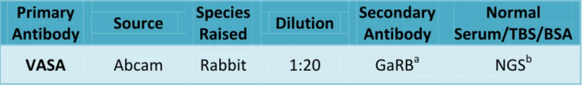 Table  IV.  Antibody,  dilution  and  serum  details  for  the  immunohistochemistry procedure  on  rat  testis