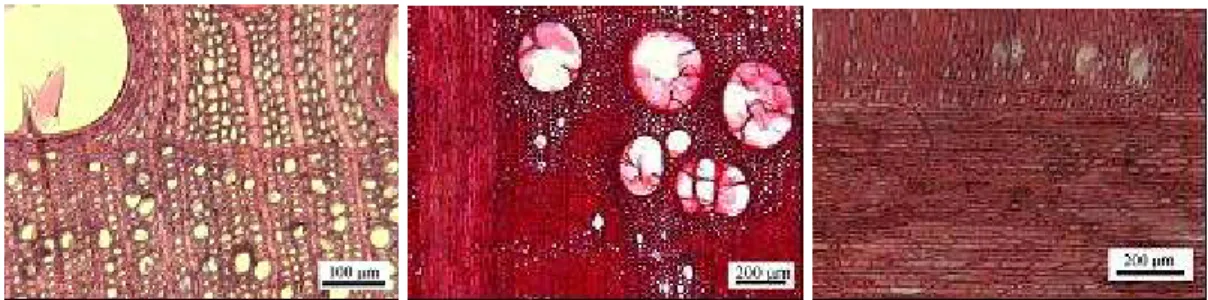 Figura 4 - Detalhes microscópicos. a) Zona de transição entre camadas de crescimento, vasos de lenho tardio  com  forma  hexagonal;  b)  parênquima  apotraqueal  em  linhas  concêntricas,  vasos  isolados  ou  agrupados  com  tilos; c) raios com células ma